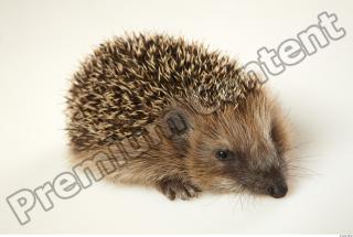 Hedgehog - Erinaceus europaeus  0061